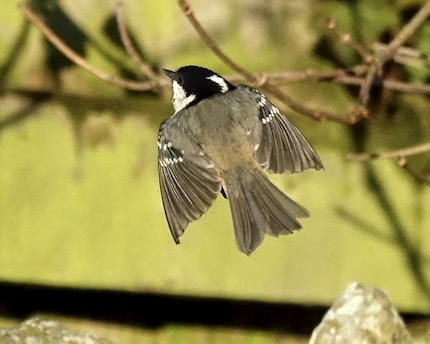 coal tit